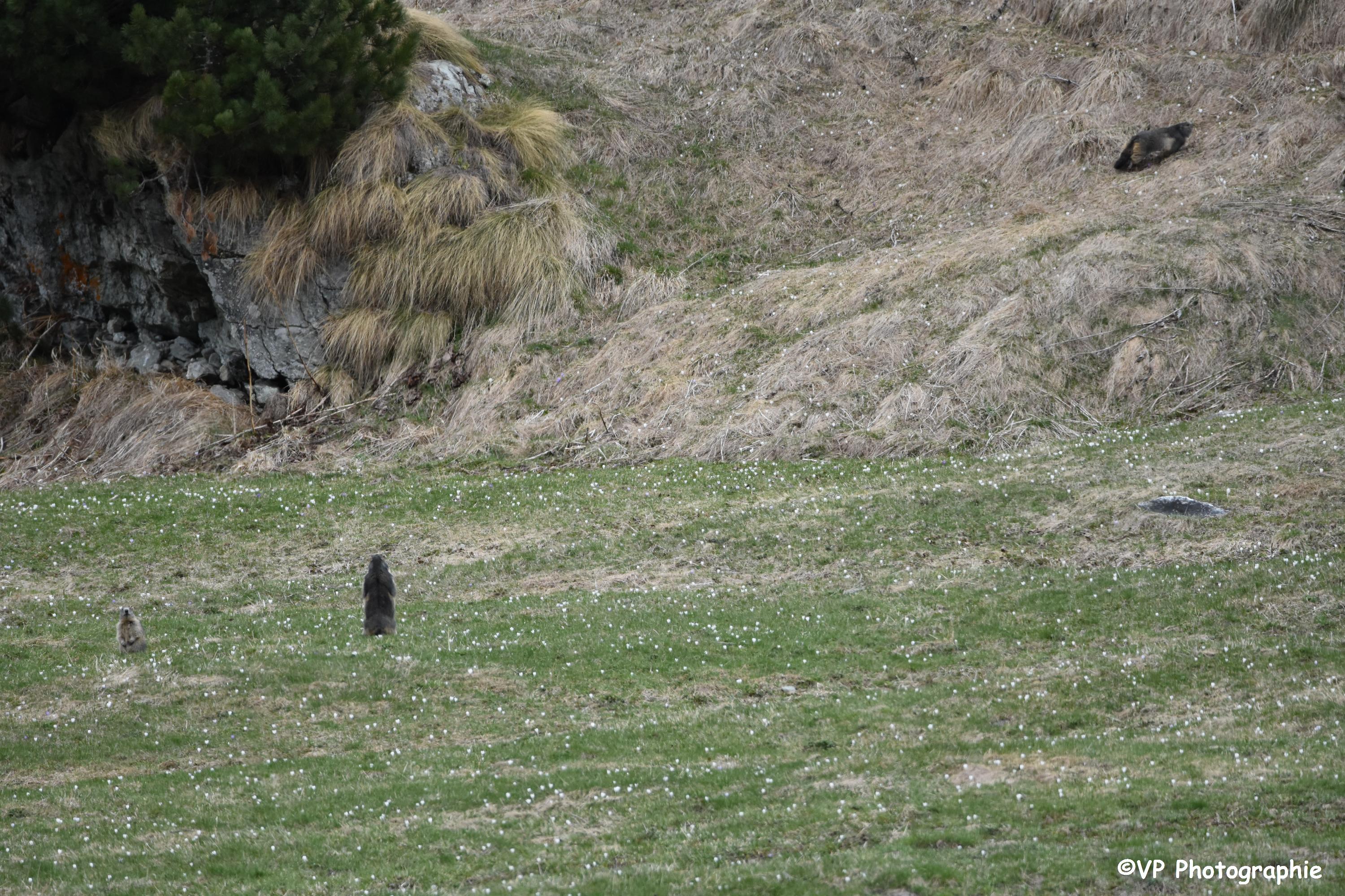 Photo d'une Marmotte au printemps